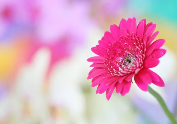 Pink gerbera on colorful background — Stock Photo, Image