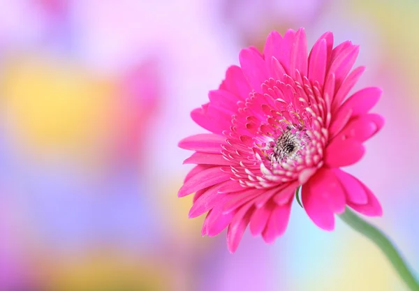 Růžová gerbera na barevné pozadí — Stock fotografie