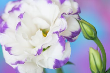 Lisianthus çiçek