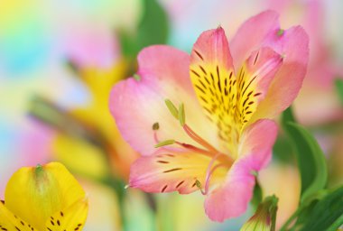 Pink alstroemeria flower clipart