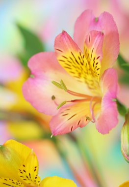 Alstroemeria flower clipart