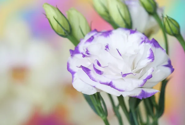 Lisianthus çiçek — Stok fotoğraf