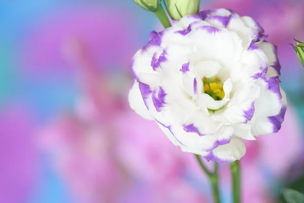 Lisianthus flower on bright background — Stock Photo, Image