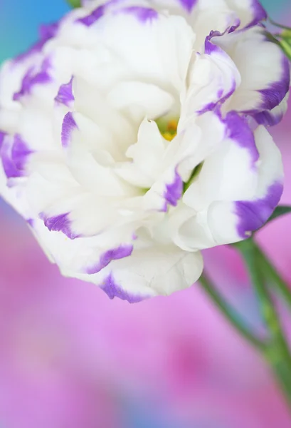 Lisianthus bloem — Stockfoto
