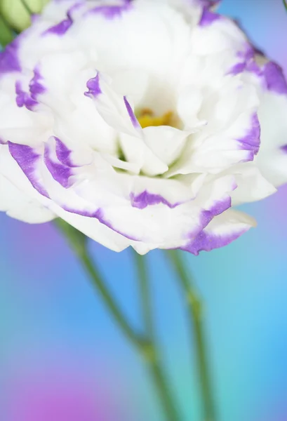 トルコギキョウの花 — ストック写真