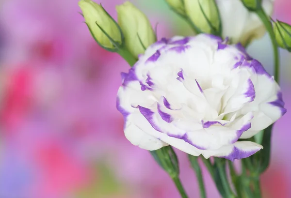 Lisianthus kwiat — Zdjęcie stockowe