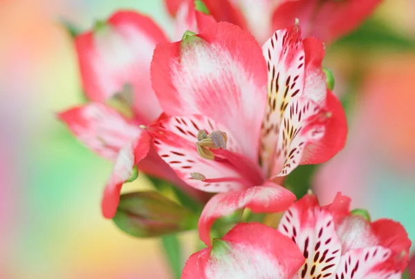 Alstroemeria blomma — Stockfoto
