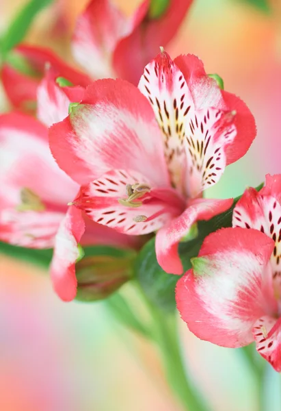 Alstremeria czerwony kwiat — Zdjęcie stockowe