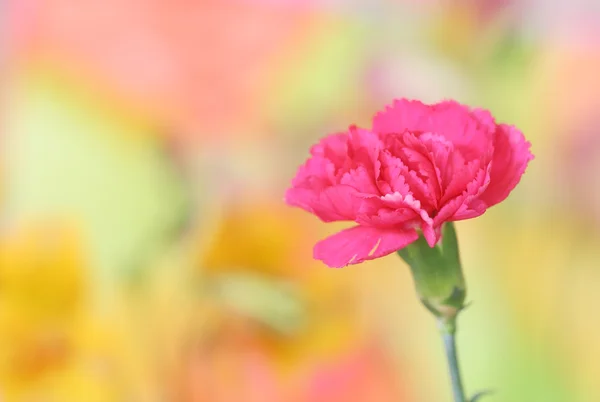 Rosa nejlikor — Stockfoto