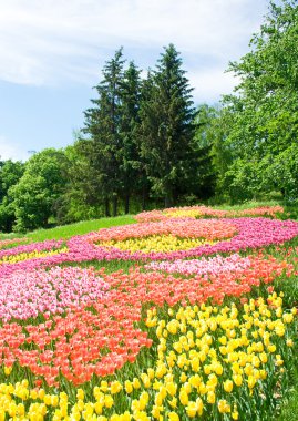 Field of tulips clipart