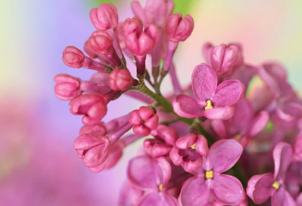 Våren lila — Stockfoto