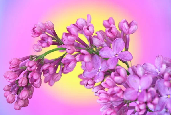 다채로운 배경 라일락 — 스톡 사진