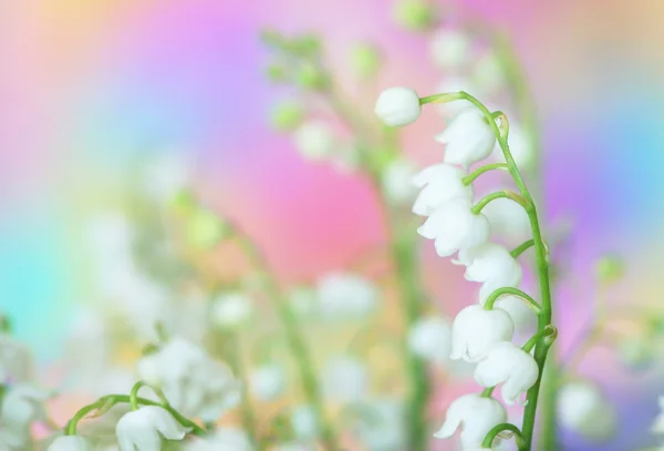 Lily-of-the-valley — Stock Photo, Image