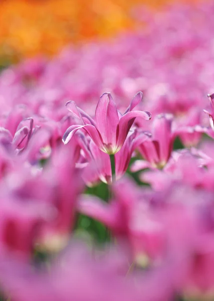 Campo di tulipani — Foto Stock