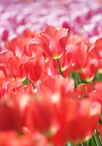 Červený Tulipán — Stock fotografie
