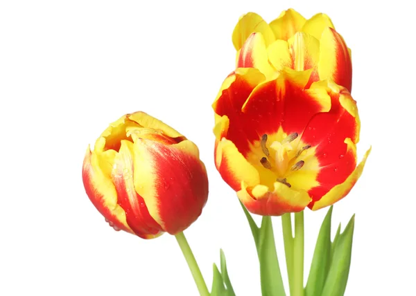 stock image Tulips isolated on white background