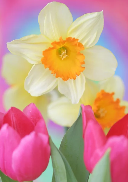 Spring daffodil — Stock Photo, Image