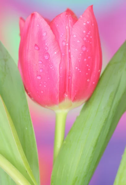 Розовый тюльпан — стоковое фото
