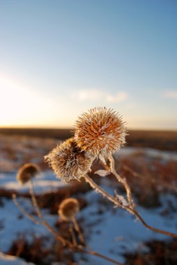 Dried Thistle with Wintery Background clipart