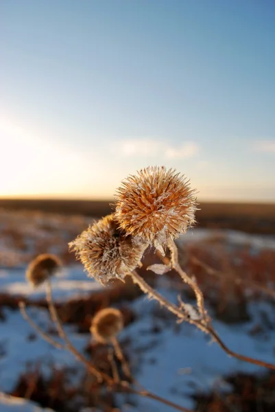 冬枯れのような背景を持つ乾燥アザミ ロイヤリティフリーのストック写真
