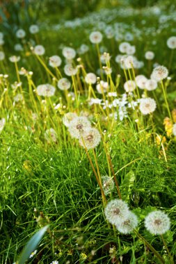 Meadow of Dandelions close up clipart