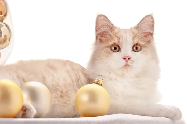 小猫与圣诞装饰品 — 图库照片
