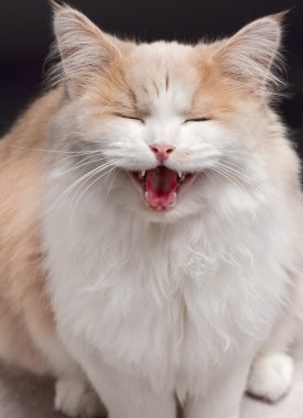 gri arka plan üzerinde kedi