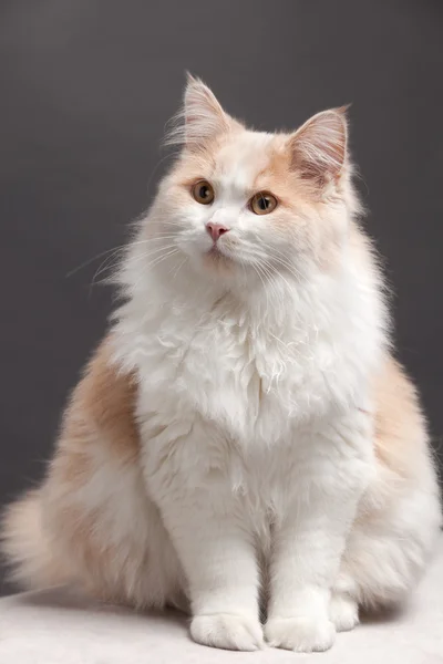 灰色の背景上の猫 — ストック写真