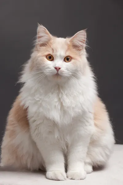 แมวบนพื้นหลังสีเทา — ภาพถ่ายสต็อก
