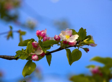 Blossom ağaç