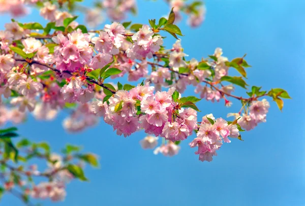 Blossom almonds tree — Stock Photo, Image