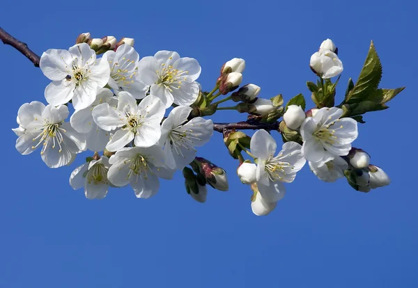 Blühender Baum mit weißen Blumen — Stockfoto