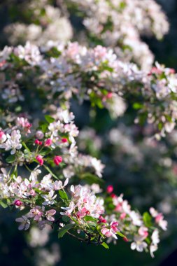 Blossom ağaç