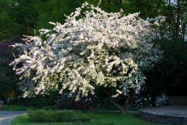 Blossom ağaç