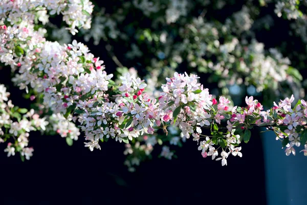 Blossom ağaç — Stok fotoğraf