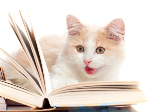 小さな猫が本を読む — ストック写真