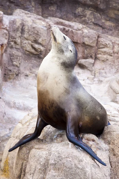 Stock image Seal portrait