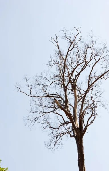 Ramas de los árboles es el fondo del cielo —  Fotos de Stock
