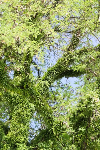 푸른 나무 — 스톡 사진