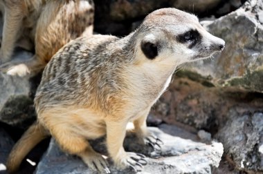 meerkat veya suricate, Hayvanat Bahçesi