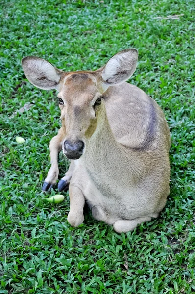 Cervi in uno zoo in Thailandia — Foto Stock