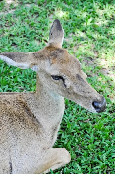 stock image Deer in a zoo in Thailand