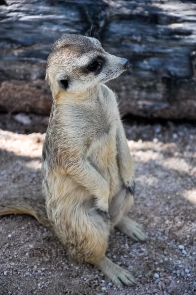 stock image Meerkat or Suricate, in the zoo