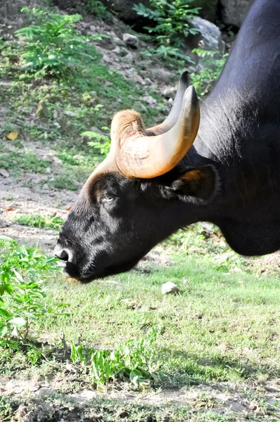 Bison zwart — Stockfoto