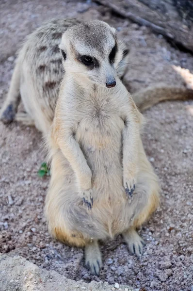 Meerkat lub suricate, w zoo — Zdjęcie stockowe