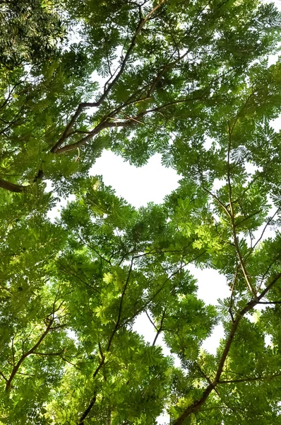Folhas das árvores no coração — Fotografia de Stock