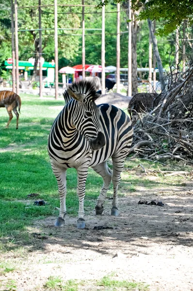 Zebra in the garden — Stock Photo, Image