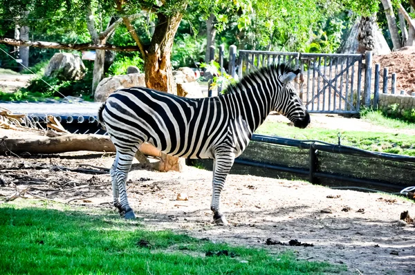 Zebra Bahçe