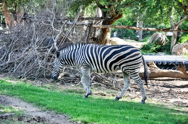 Zebra w ogrodzie — Zdjęcie stockowe