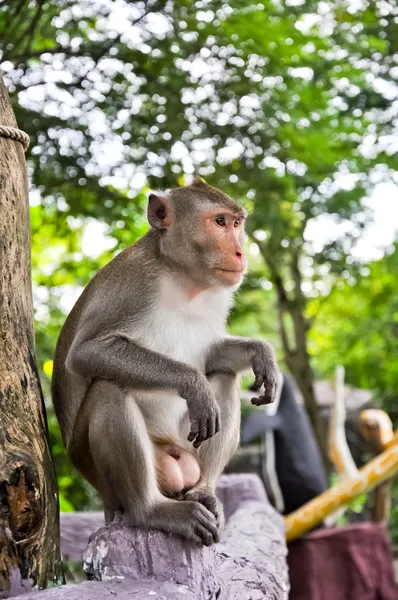 Життя тварин мавпи — стокове фото